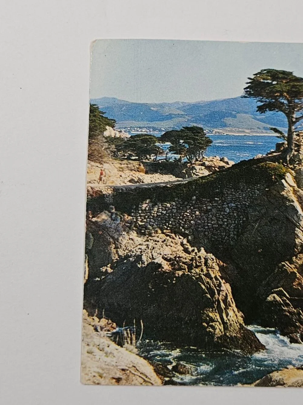 Lone Cypress Point Monterey Cypress Postcard